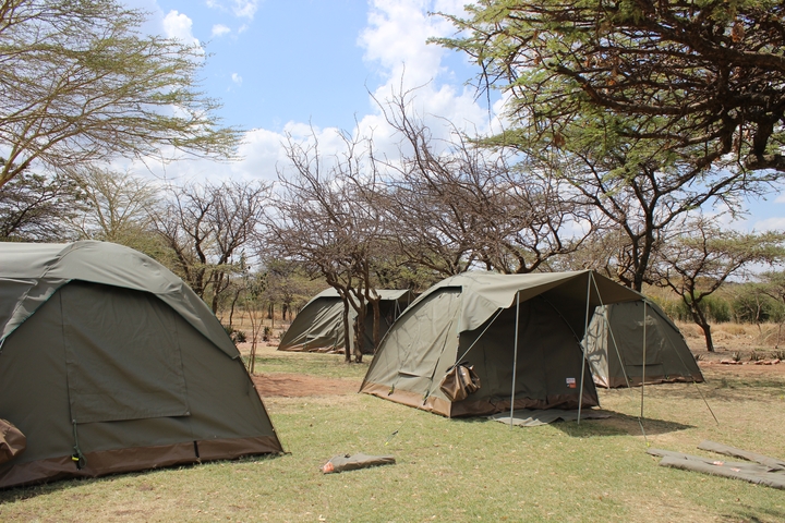 Several tents are set up among leafless trees under a clear blue sky.