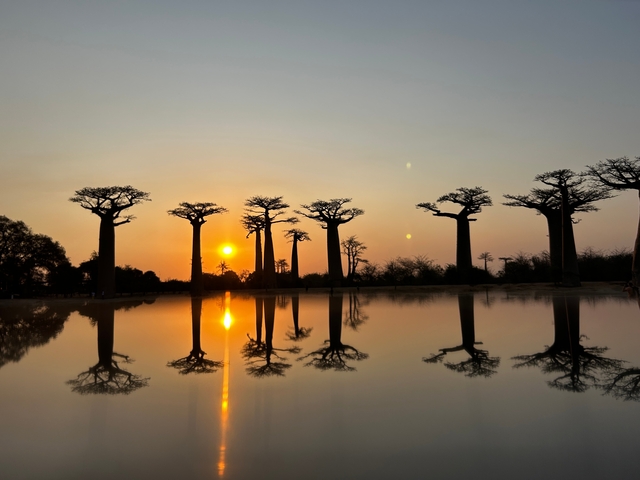 Baobab trees silhouetted against a sunset, reflected in water.