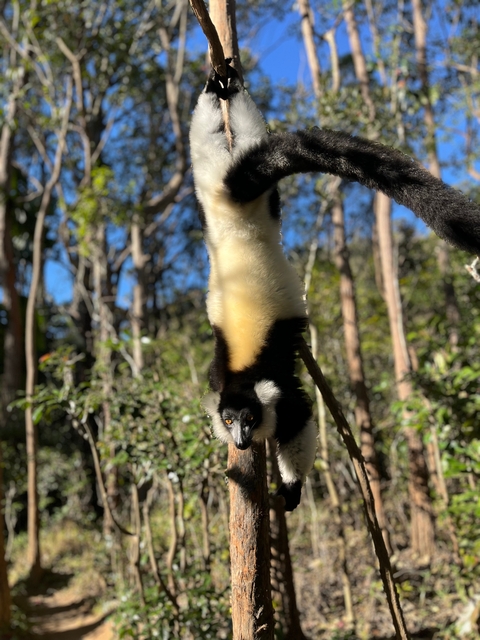       Lemur hanging upside down in a tree.
  