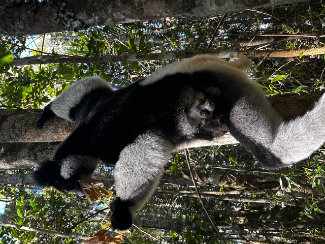       Lemur resting in a tree.
  