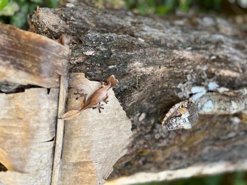       A gecko camouflaged on a tree trunk.
  
