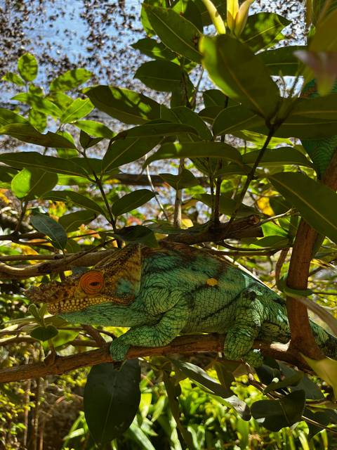       A chameleon blending into its leafy surroundings.
  