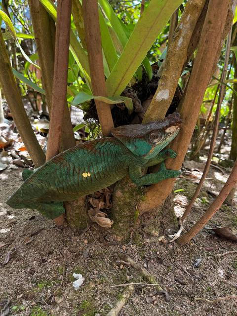       A chameleon resting on the trunk of a tree.
  