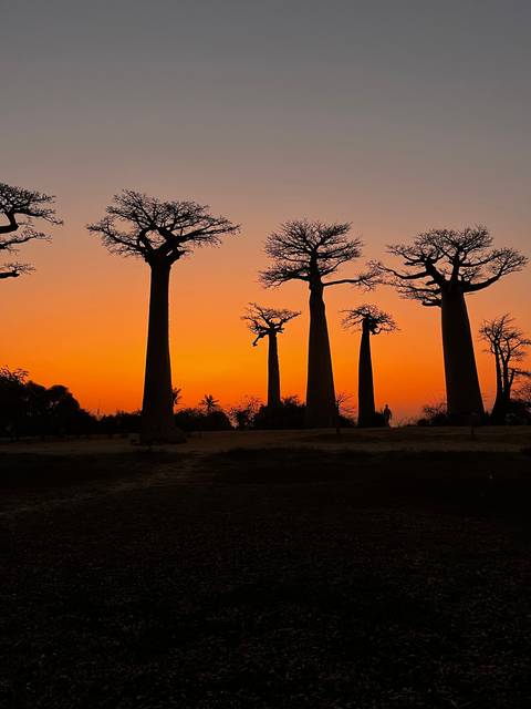       Silhouette of baobab trees against an orange sunset sky.
  