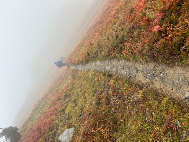 Hiker walking along a foggy trail through colorful vegetation.