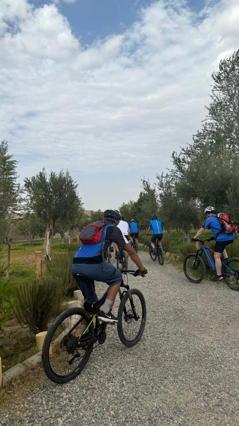 Cycling group riding on a path among olive trees.