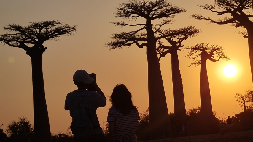 Silhouette of two people observing the sunset among iconic baobab trees.