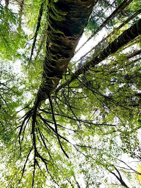       Close-up view of tree branches covered in moss, looking up.
  