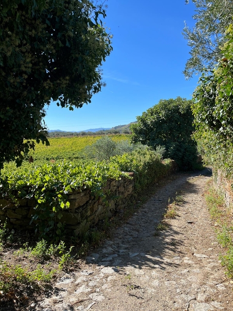 Dirt path lined with lush greenery under a clear blue sky.