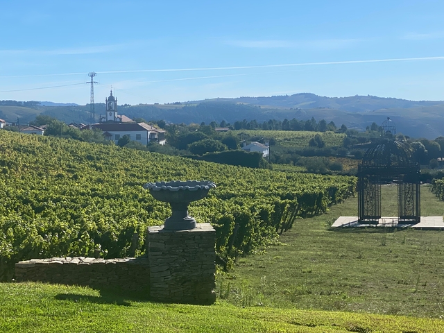 Vineyard with a tower in the distance.