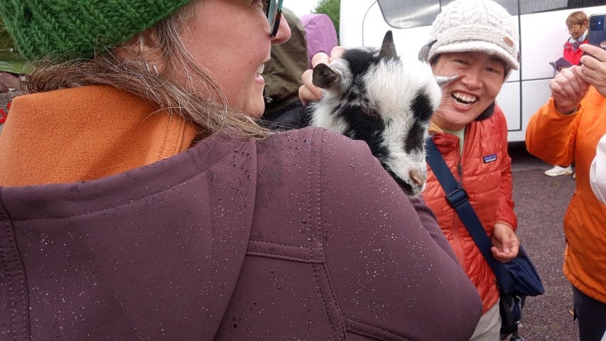       People interacting with a small goat.
  
