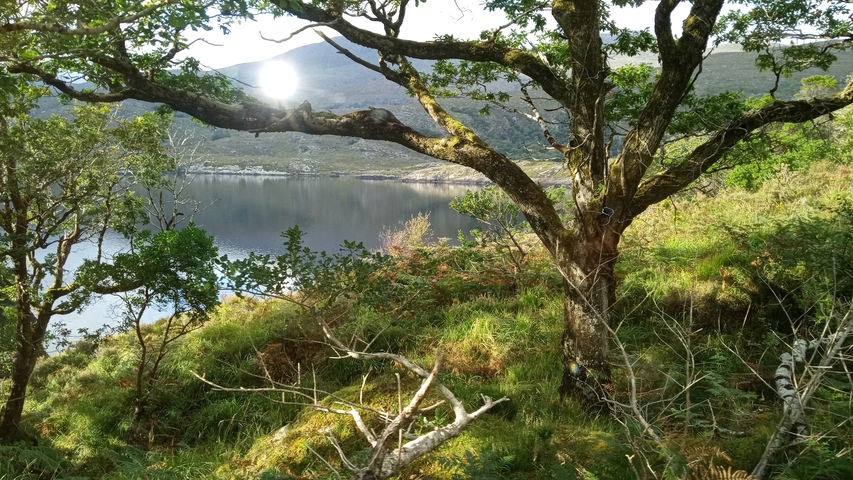 A serene lake view with a tree in the foreground.