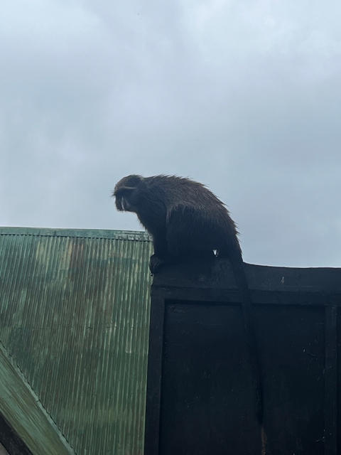 A monkey sitting on a structure under an overcast sky.