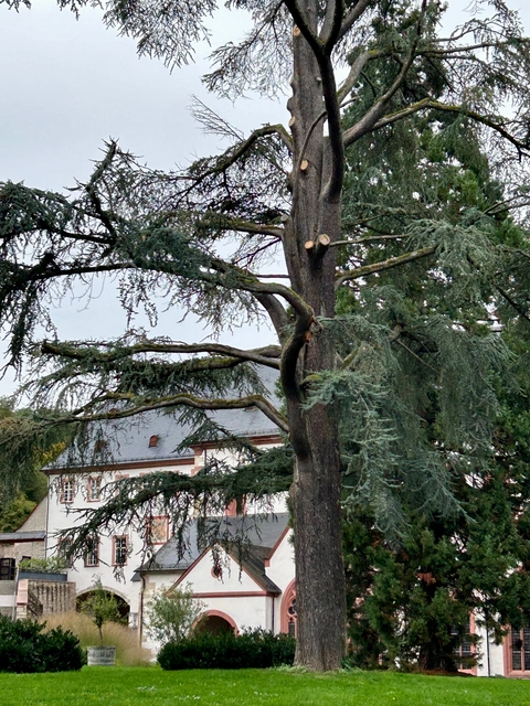       Large tree with a traditional building in the background.
  