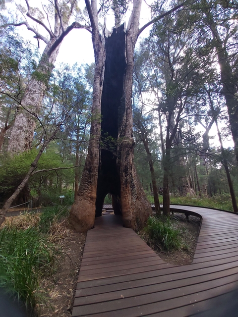 Tall hollow tree with a walk-through path