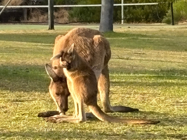 Two kangaroos, one youngster, in a grassy area.
