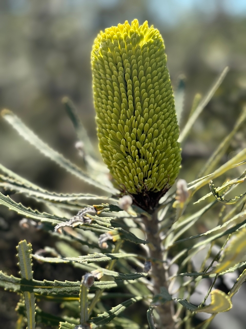       Close-up of a plant with long narrow leaves and a cylindrical flower spike.
  