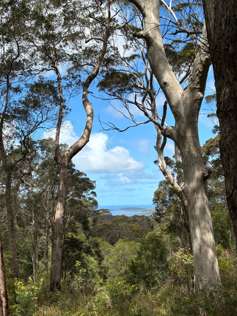 Forest view, with tall trees framing a distant view of the ocean.