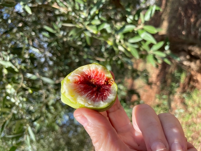       Hand holding a half-eaten fig with trees in the background.
  