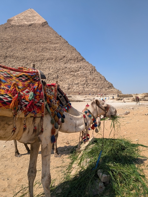 Decorated camel in front of a pyramid.