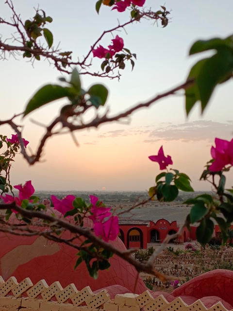       Pink flowers framing a desert sunset.
  