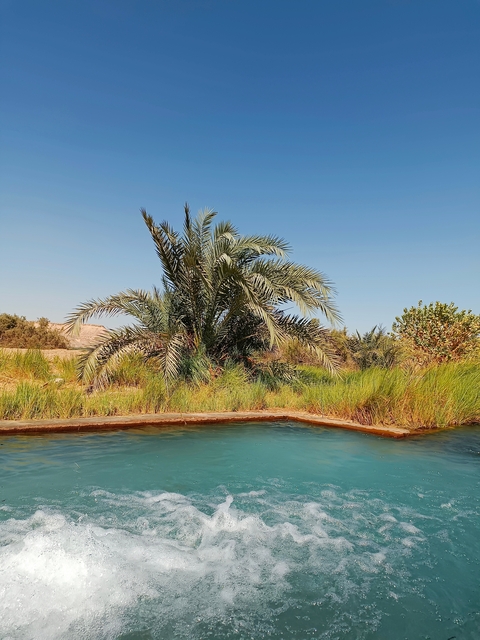       Palm trees and a water body under a clear sky.
  