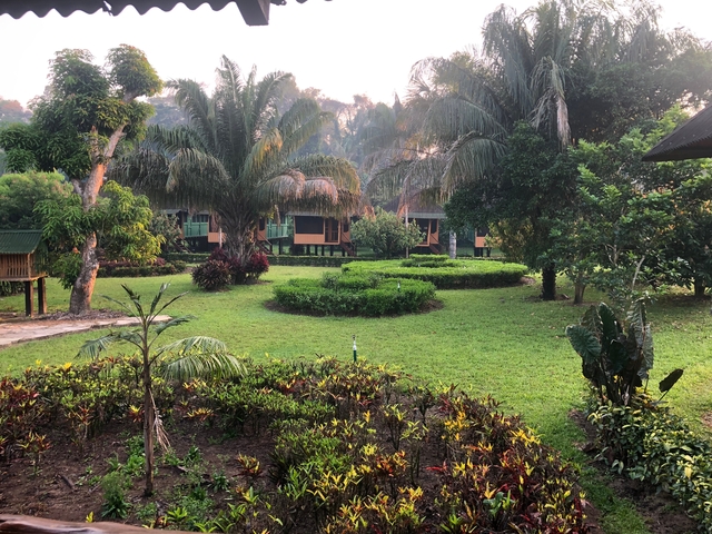       Garden with palm trees and shrubs during the day.
  