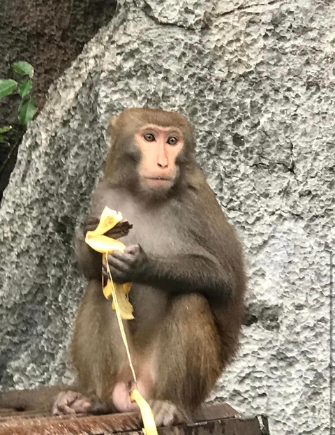       Monkey holding a banana, sitting on rocks.
  