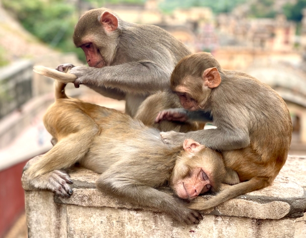       Monkeys grooming each other while sitting on a ledge.
  