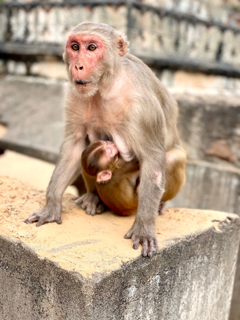 A young monkey clinging to its mother.