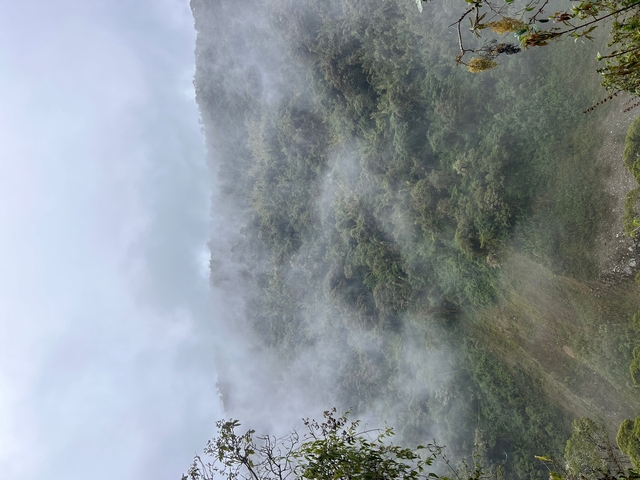 Mist covering a dense forest