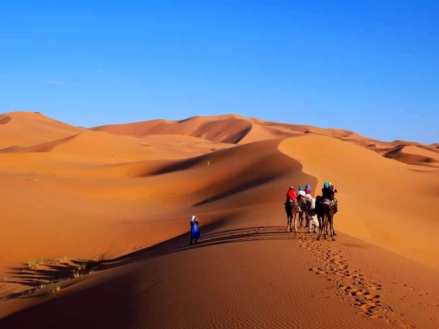       Caravan of camels crossing sand dunes
  