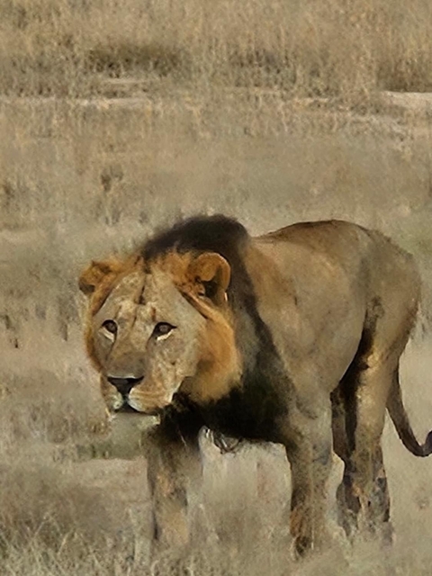       Close-up of a lion in tall grass.
  