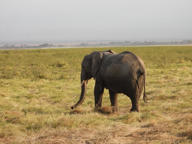       Elephant walking through grasslands.
  