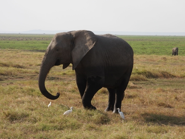       Elephant with birds near its feet in an open field.
  