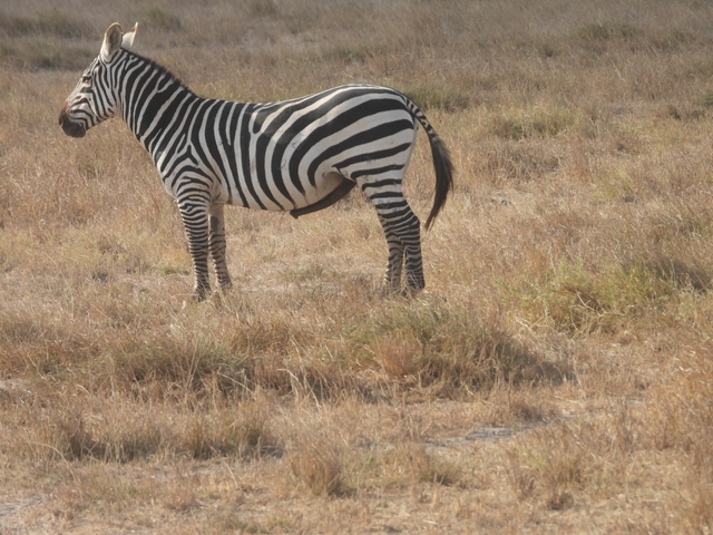       Zebra standing in dry grassland.
  