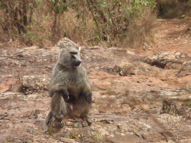       Large baboon sitting on rocky terrain.
  