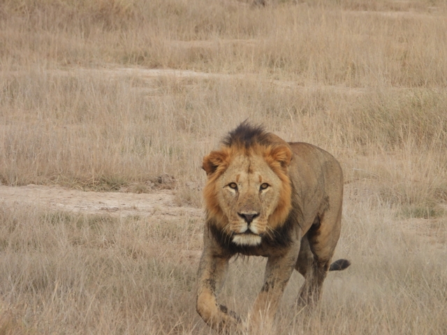       Lion walking through dry grass.
  