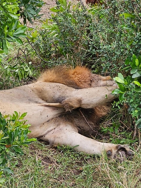       foto de reseña de cliente de Maravillas clásicas de Kenia, Tanzania y Zanzíbar 
  