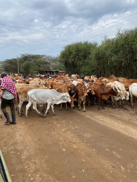       Herd of cattle walking down a road with a person guiding them.
  