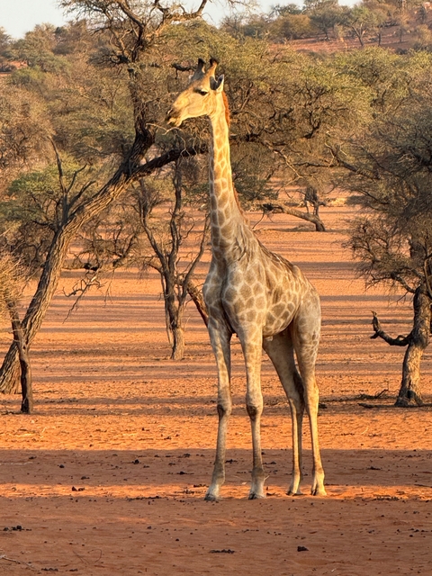       Giraffe standing among trees in savanna landscape.
  