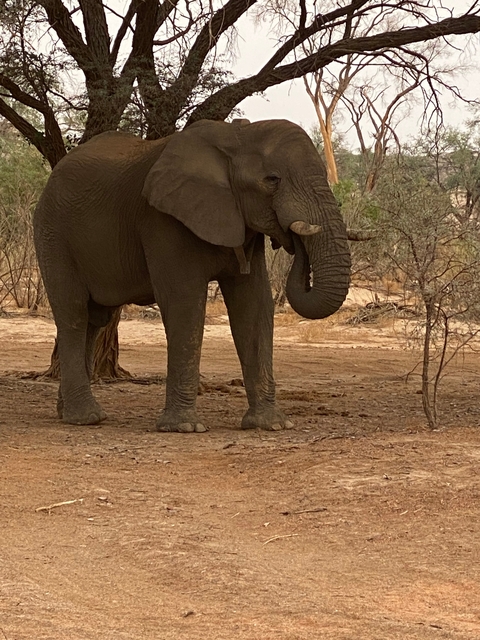       Elephant in a forested area.
  