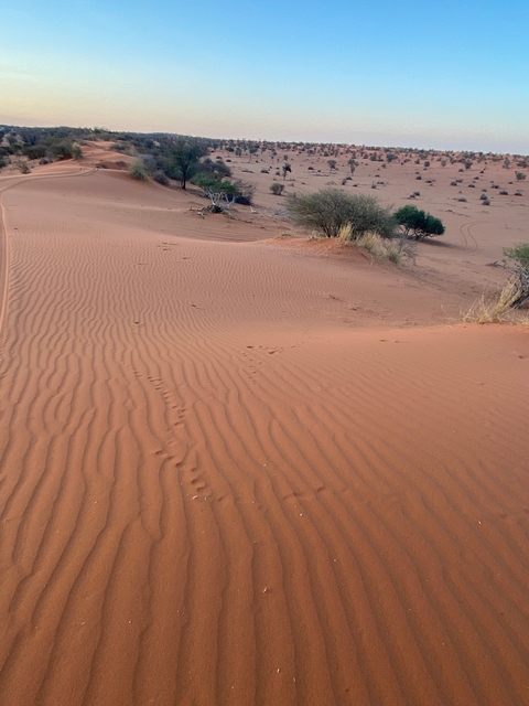       Desert landscape with sand dunes.
  