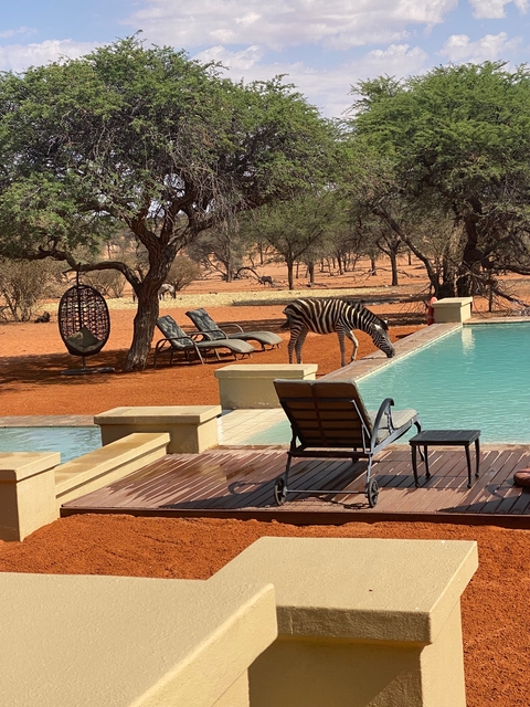       Zebra drinking by a poolside in a savanna setting.
  