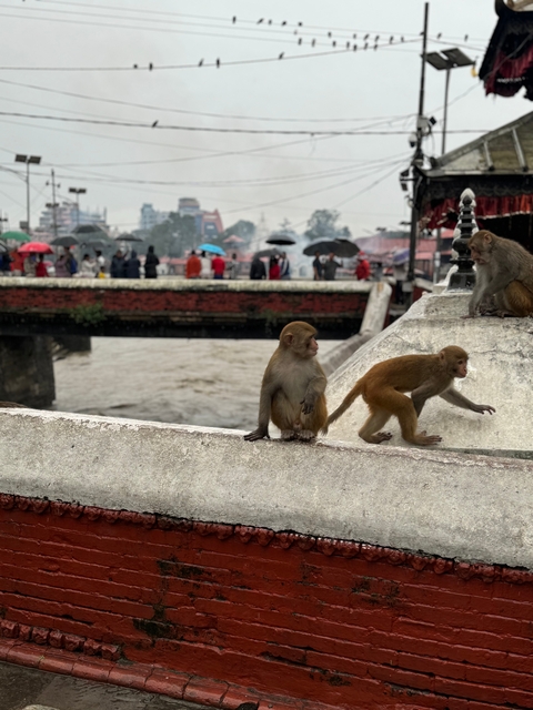       Monkeys sitting on a bridge with a river in the background.
  