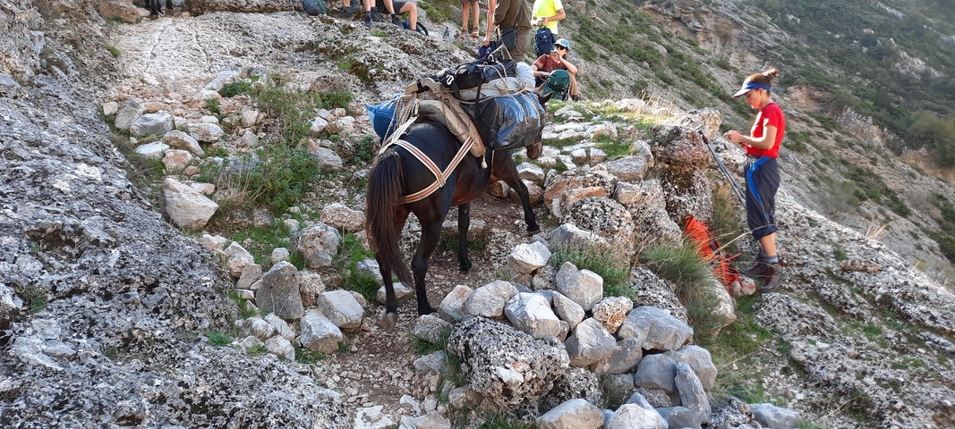       Packhorse and a group of hikers on a rocky trail.
  