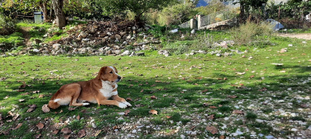       Dog resting on grassy terrain with some stone structures in the distance.
  