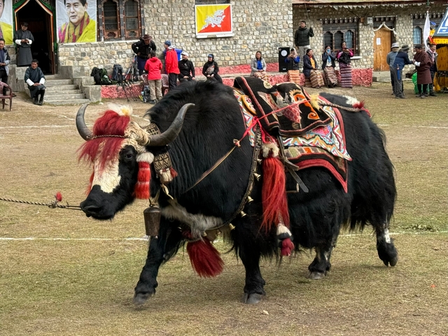 Elaborately dressed yak during a cultural celebration.