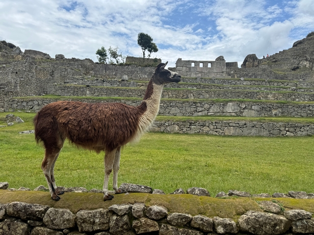       A llama standing in front of ruins.
  