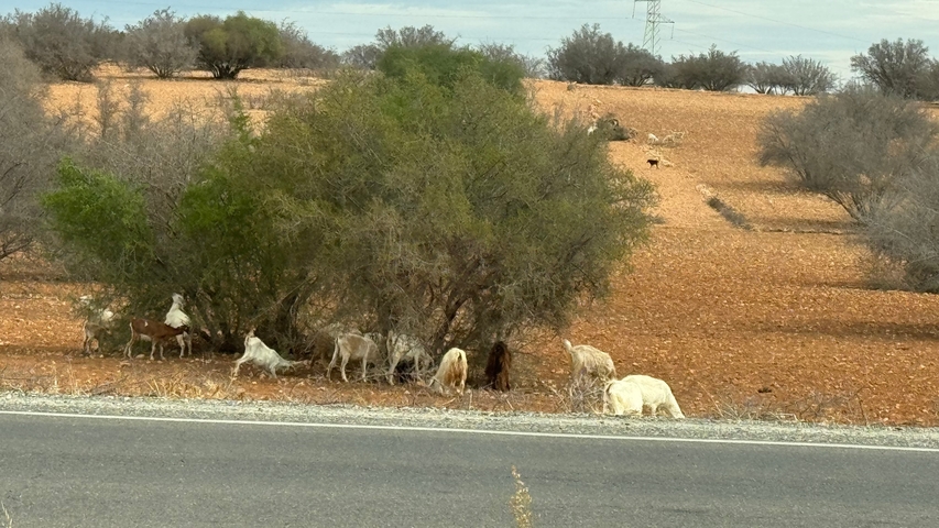 Goats resting under a tree in a barren field.